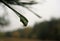 Macro photo of raindrops on spruce needles on the diffuse background