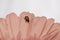 Macro photo of a red and black spotted ladybug resting on a ink gerbera daisy.