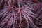 Macro Photo of Red Crimson Queen Japanese Maple Tree Leaves