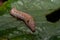 Macro photo of Red Orange caterpillar on a leaf Fragment of a green leaf in nature