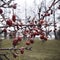 Macro photo of a rosehip tree