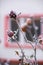 Macro photo. Roses covered with frost.