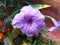 A Macro photo of Ruellia tuberosa