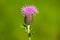 A macro photo of a Scotch thistle Onopordum acanthium