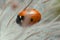 Macro photo of seven-spot ladybug on overblown plant