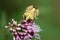 Macro photo of a shield bug