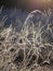 Macro photo showing grass covered wirth hoar frost