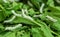 Macro photo of a Silkworm eating a mulberry leaf