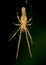 Macro photo of a silver stretch spider - Tetragnatha montana