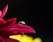 Macro photo of a single round water drop on a purple flower petal and yellow flower refraction