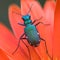 Macro photo of Six-spotted tiger beetle cicindela on orange color flower