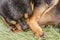 Macro photo of a sleeping dog. Chihuahua face and paws close-up. The dog is lying on the blanket