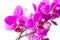 Macro photo of small pink orchid flowers isolated