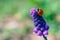 Macro photo of small spotted lady bird is sitting on top of muscari flower.