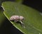 macro photo of a small weevil insect on leaf in Australia