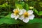 Macro photo of a small white Strawberry flowers