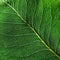 Macro photo of the smallest streak of green leaf. Natural pattern for layout. Top view