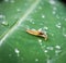 Macro photo of a snail on a dewy leaf