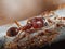 Macro Photo of Soldier Big-Headed Ant with Group of Worker Ants