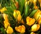 Macro photo of spring flowers yellow CrÃ³cus for gardening and landscape design