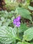 Macro photo of Stachytarpheta cayennensis flower with natural Background