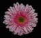 Macro photo stack of a nice Pink Daisy flower made from 20 pictures merged into on sharp crisp photograph