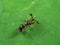 Macro Photo of Stalk-eyed fly on Green Leaf