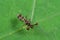 Macro Photo of Stalk-eyed fly on Green Leaf