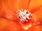 Macro Photo of Stigma and Stamen of Rose Cactus Isolated on Petals