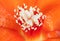 Macro Photo of Stigma and Stamen of Rose Cactus on Petals