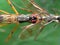 Macro Photo of Stilt-Legged Fly Having Sex on Green Leaf