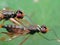 Macro Photo of Stilt-Legged Fly Having Sex on Green Leaf