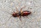 Macro Photo of Strange Insect Earwig on The Floor