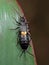 Macro Photo of Strange Insect Earwig on Green Leaf