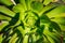 Macro photo of succulent Aeonium arboretum, California