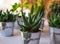 Macro photo of succulents. Desert plants in small plants. Succulents and cactus in different concrete pots. Home decoration.