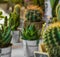 Macro photo of succulents. Desert plants in small plants. Succulents and cactus in different concrete pots. Home decoration.