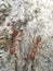 macro photo of a swarm of Kroto ants on a tree