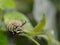 Macro photo of three monarch caterpillars outside on a green stem