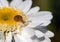 Macro photo of tiny baby brown snail sitting on the petal of camomile on sunny day after rain
