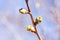 Macro photo of tiny burgeon on cherry tree ion vegetation. Growing cherry tree