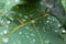 Macro Photo to a natural transparent beauty rain drops over a textured green leaf