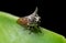 Macro Photo of Treehopper on Green Leaf Isolated on Black Background