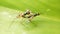 macro photo of two insects on a green leaf.