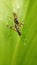 macro photo of two insects on a green leaf.