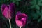 Macro photo of two purple tulips on green blurred background