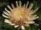 Macro photo of a unique flower in the nature - king Proteas Protea cynaroides, the national symbol of South Africa