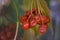 Macro photo of viburnum, red berries in autumn