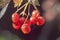 Macro photo of viburnum, red berries in autumn, guelder rose