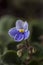 Macro photo of a Viola Wittrockiana.